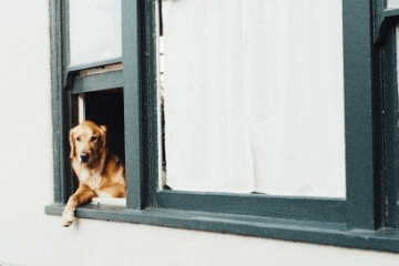 母牧羊犬名字大全霸氣