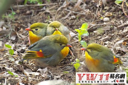 周公解夢(mèng),夢(mèng)見(jiàn)鳥(niǎo),夢(mèng)到鳥(niǎo)