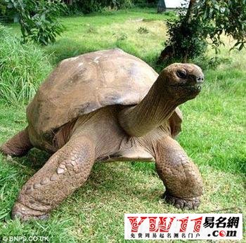 夢見烏龜是什么意思？