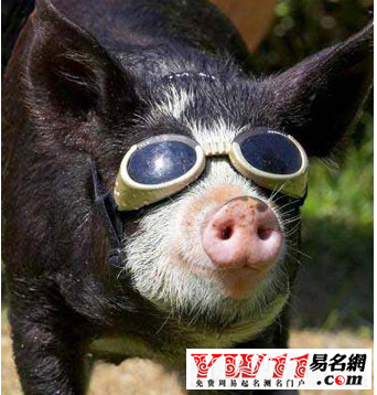 夢(mèng)見(jiàn)豬