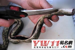 夢(mèng)見(jiàn)吃蛇代表著什么？