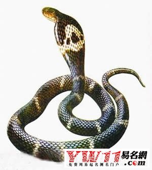 夢見把蛇打死是什么意思？