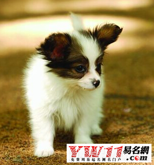 屬狗人2015年運(yùn)勢(shì)