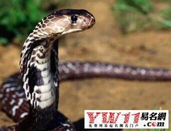 夢(mèng)見(jiàn)蛇是什么意思