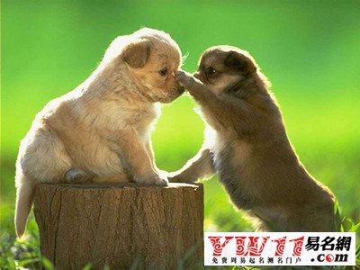 夢(mèng)見狗咬狗
