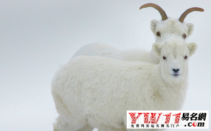 屬羊的年份之不同年份出生的屬羊人2016年運(yùn)勢分析