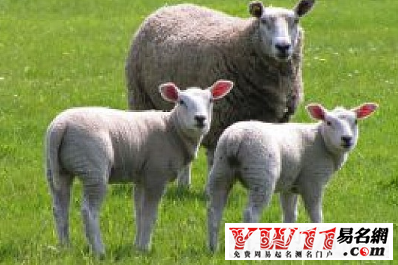 屬羊的年份,屬羊的是哪年出生之網(wǎng)友問答釋疑