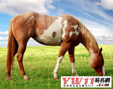 屬馬人2017年運(yùn)勢(shì)