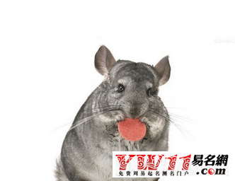 屬鼠人2017年運(yùn)勢(shì)