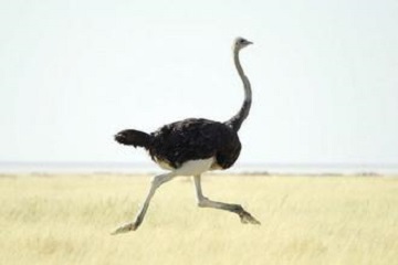 夢見鴕鳥