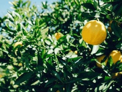 農業(yè)公司取名字大全集