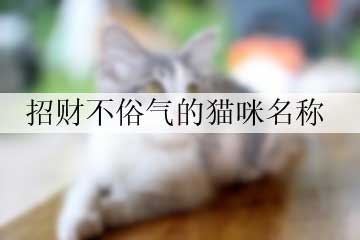 招財(cái)不俗氣的貓咪名稱(chēng)