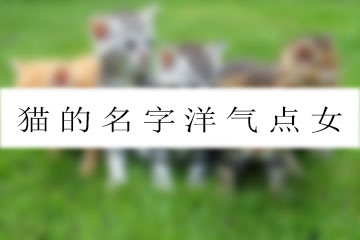 貓的名字洋氣點女