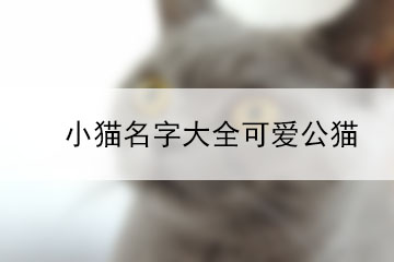 小貓名字大全可愛公貓