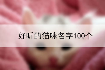 好聽的貓咪名字100個