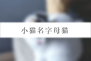 小貓名字母貓