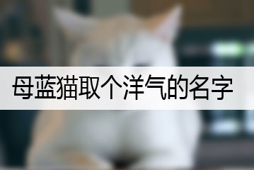 母藍(lán)貓取個洋氣的名字