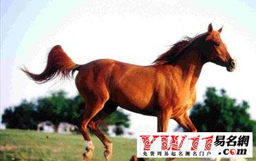 孕婦夢見馬